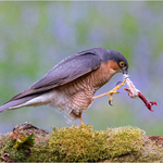Digital_Bronze_Neil Thomas_Sparrowhawk with prey