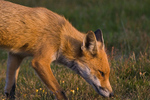 Mammals portfolio