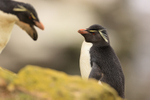 Southern Rockhopper Penguin watches another, Saunders Island