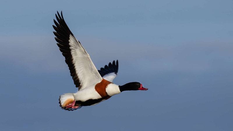 Shelduck - Kildonan - Isle of Arran - Scotland