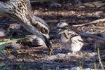 Curlews portfolio