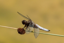 Black Tailed Skimmer