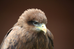 Yellow-billed Kite  _AGT055