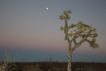 Joshua Tree Mojave Desert.