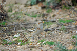 Snow Bunting