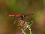 Ruddy Darter