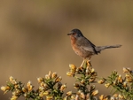 Dartford Warbler