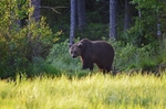Brown Bear