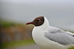 Black-headed Gull
