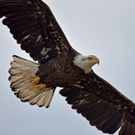 Mature Bald Eagle in Flight
