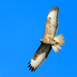 Buzzard in flight over Poole Harbour