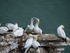 Gannets