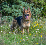 Maya