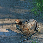 Bonasa umbellus - Displaying Female