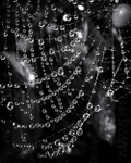 Morning Dew on Spiders Web