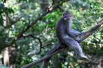 Macaque resting on tree branch, Ubud, Bali