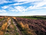 Thruscross Moor