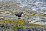 Dipper