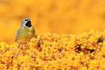 White-bridled Finch singing from gorse, Carcass Island, Falklands
