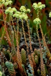 Natur