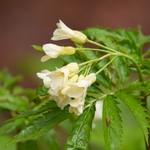 9-leaved bittercress (Cardamine enneaphyllos)