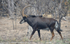 Sable antelope