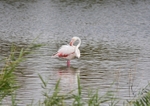 Greater Flamingo