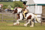 SBM_06160