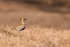Golden Plover