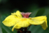 Rainforest flower.