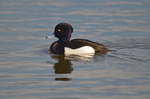 Tufted Duck