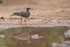 Sunbittern reflection in puddle, Porto Jofre, Brazil