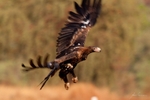 Wedge-tailed Eagle