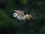 Osprey shaking itself free of water in mid-flight