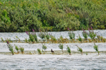 White-tailed Lapwing