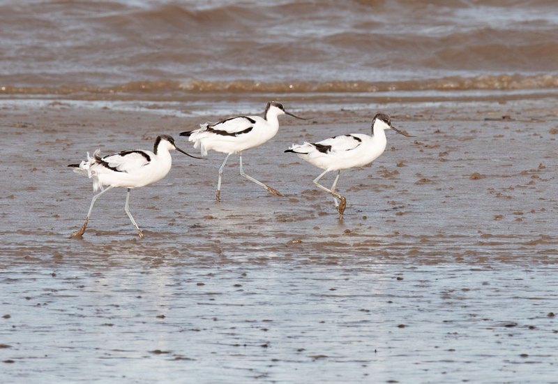 Pied Avocet - Dee Estuary - North Wales