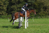 ESK_0498