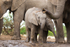 Elephant Baby 7