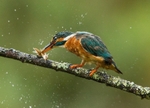 Kingfisher and Minnow
