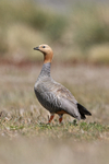 Ruddy-headed Goose, Carcass Island, Falkland Islands