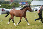 DSC04705