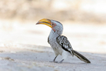 Southern Yellow-billed Hornbill
