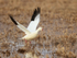 Ross's Goose taking off, Bosque del Apache, New Mexico