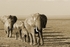 _M7B0128 Amboseli