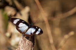 Butterfly Variable Diadem