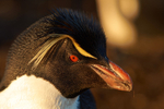 Rockhopper Penguin