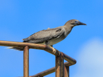 Red-footed Booby (juvenile) perched, Kilauea Point, Kauai