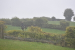 WJ5_7342
