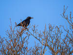 Carrion Crow