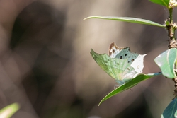 Butterfly Common Mother of Pearl